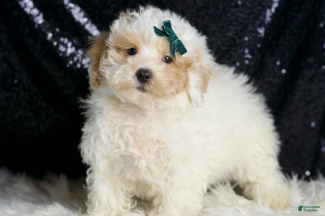 Toy Poodle dogs for sale: Frizzy - Image 2