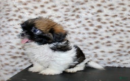 Shih Tzu dogs for sale: Sammie - Image 4