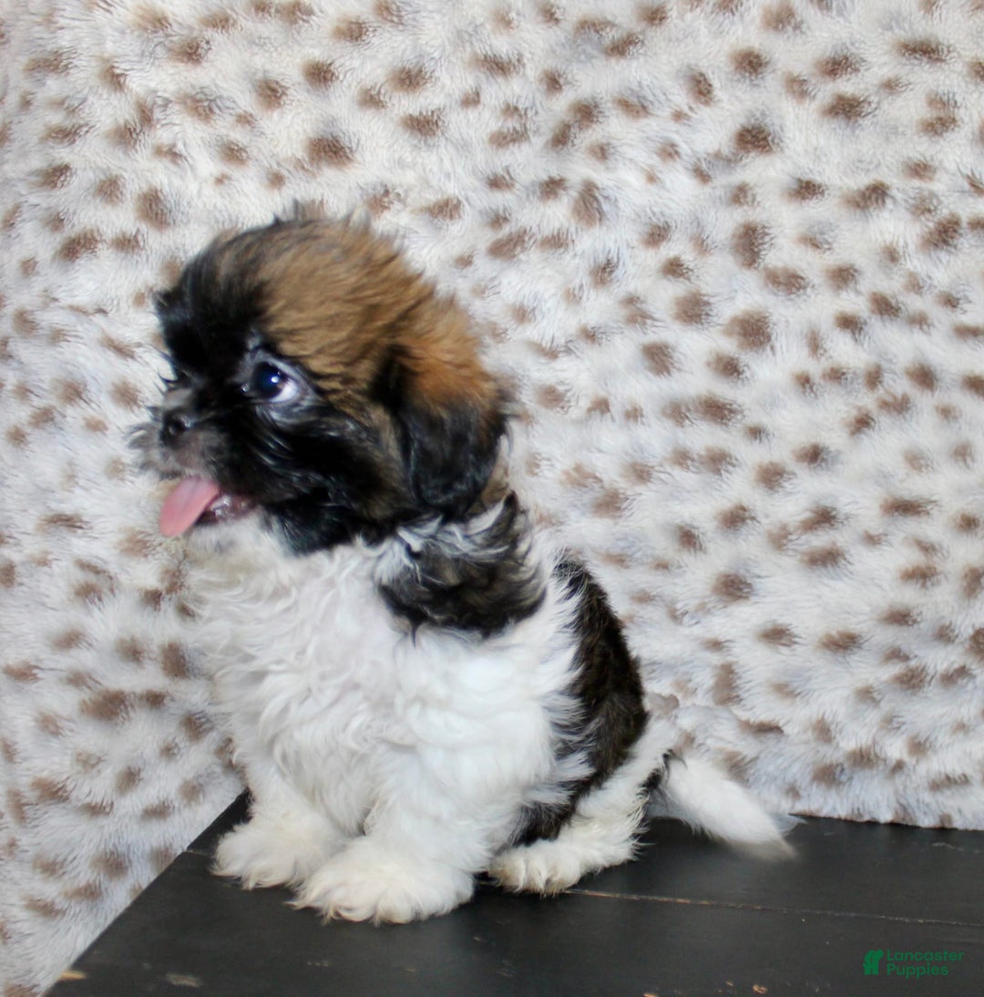 Shih Tzu dogs for sale: Sammie - Image 4