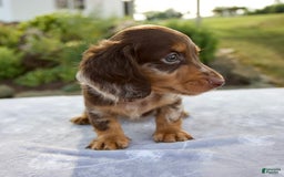 Miniature Dachshund dogs for sale: Forest - Image 9