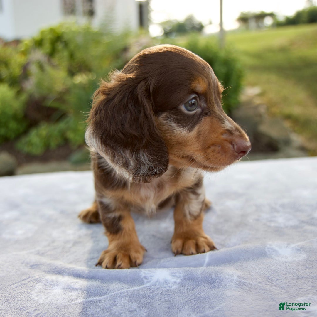 Miniature Dachshund dogs for sale: Forest - Image 9