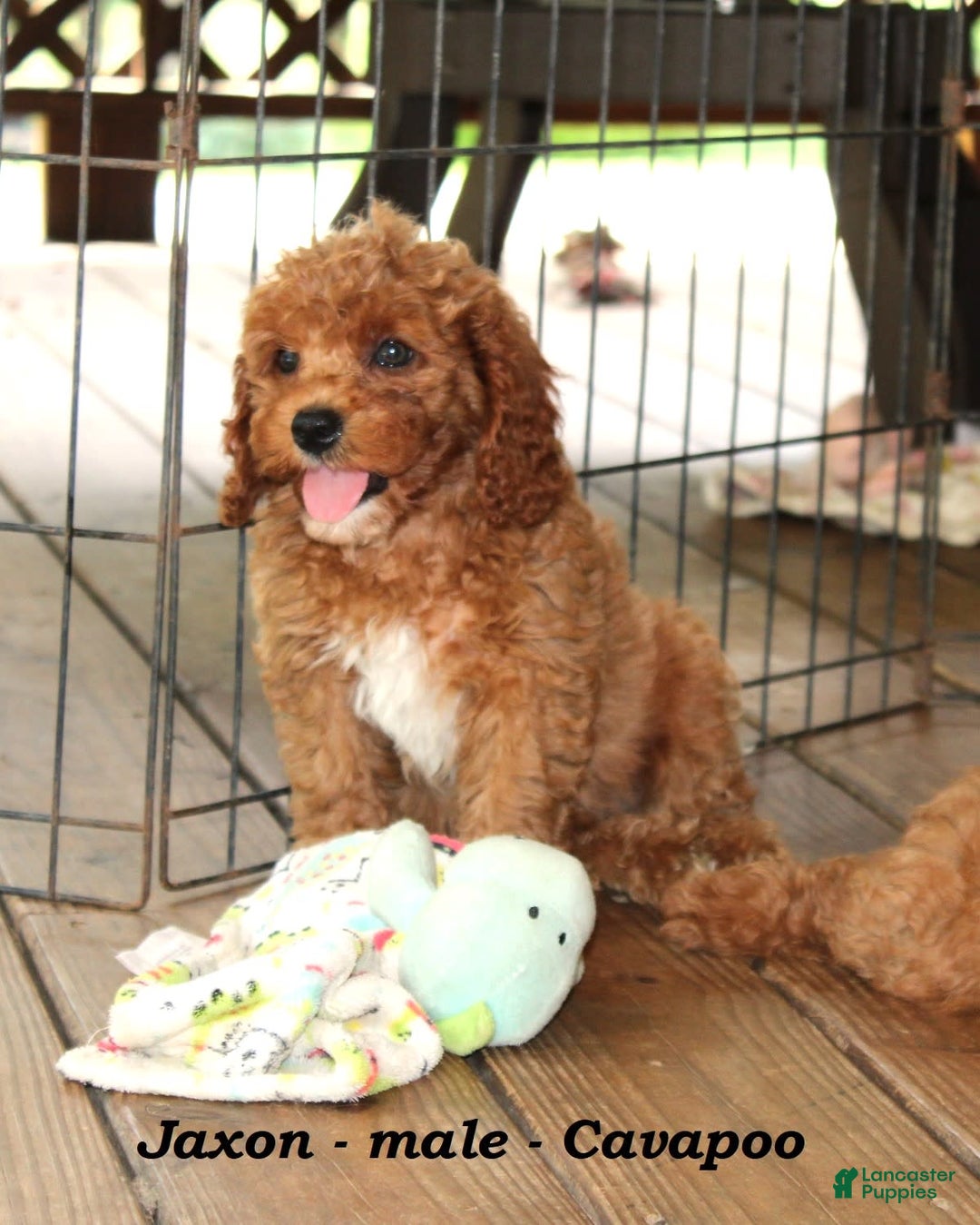 Cavapoo dogs for sale: Jaxon - Image 3