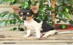 Rat Terrier dogs for sale: Riley - Image 3
