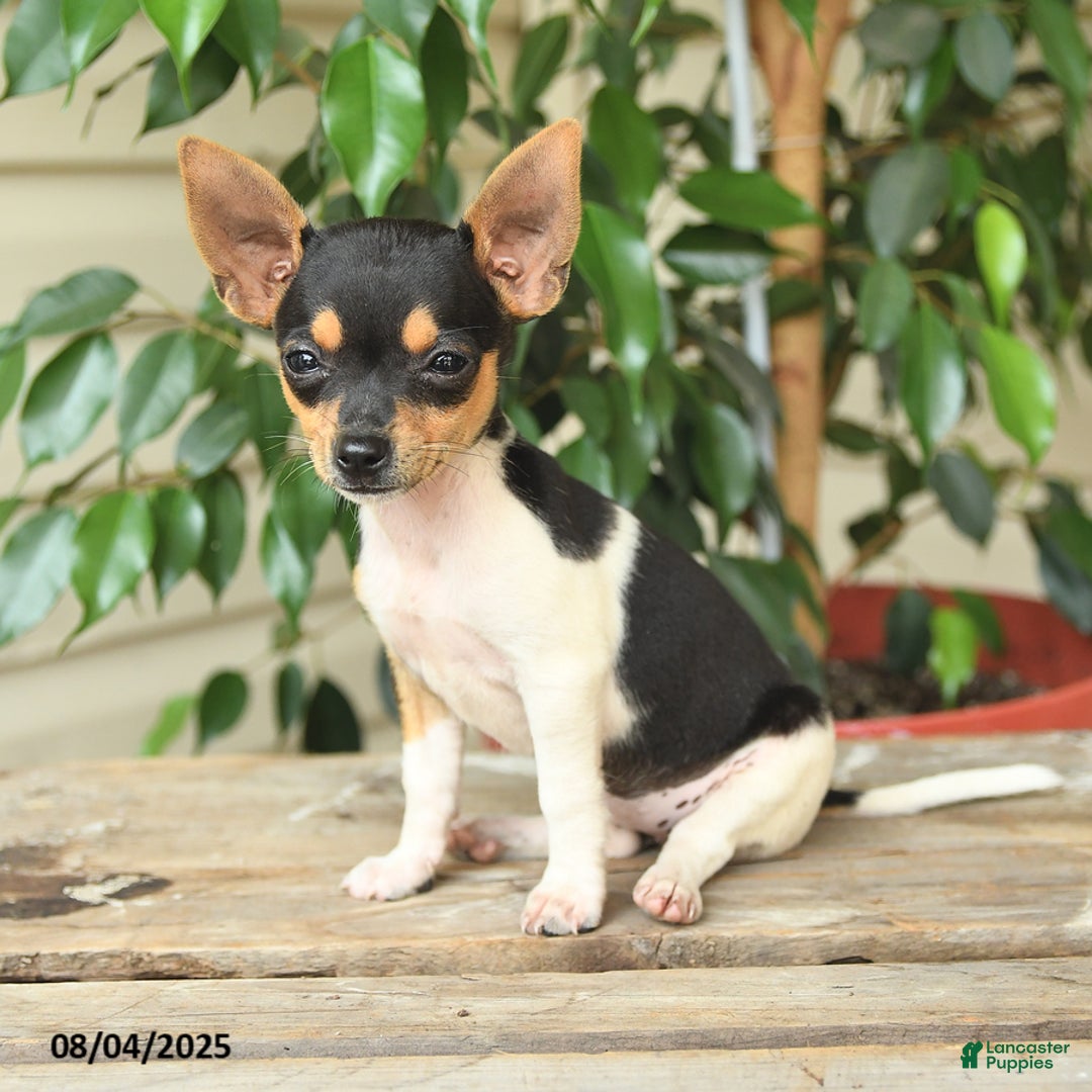 Rat Terrier dogs for sale: Riley - Image 3