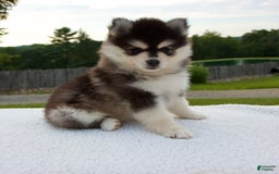 Pomsky dogs for sale: Lacey - Image 2