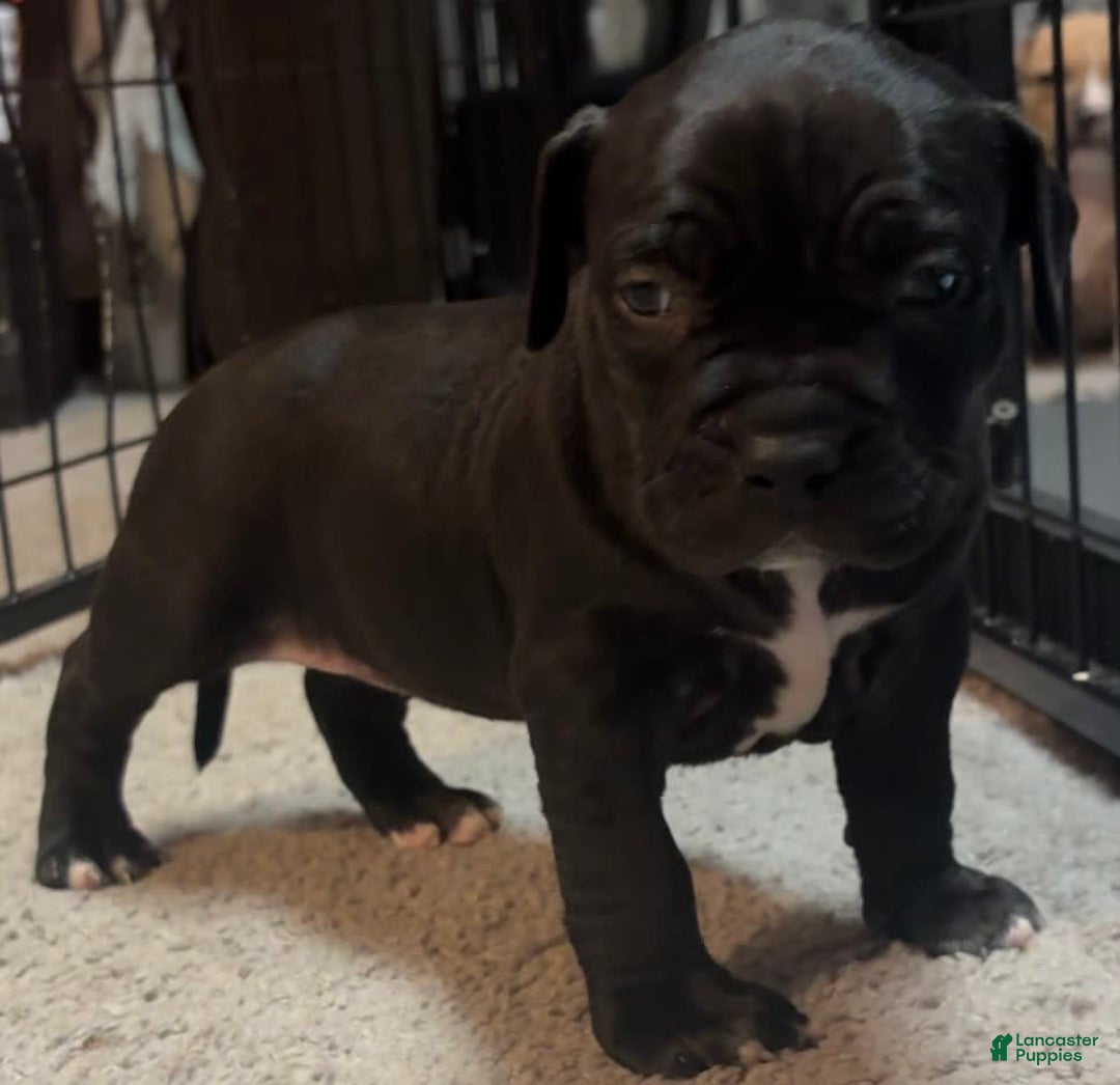 American Bully dogs for sale: Black Beauty - Image 2