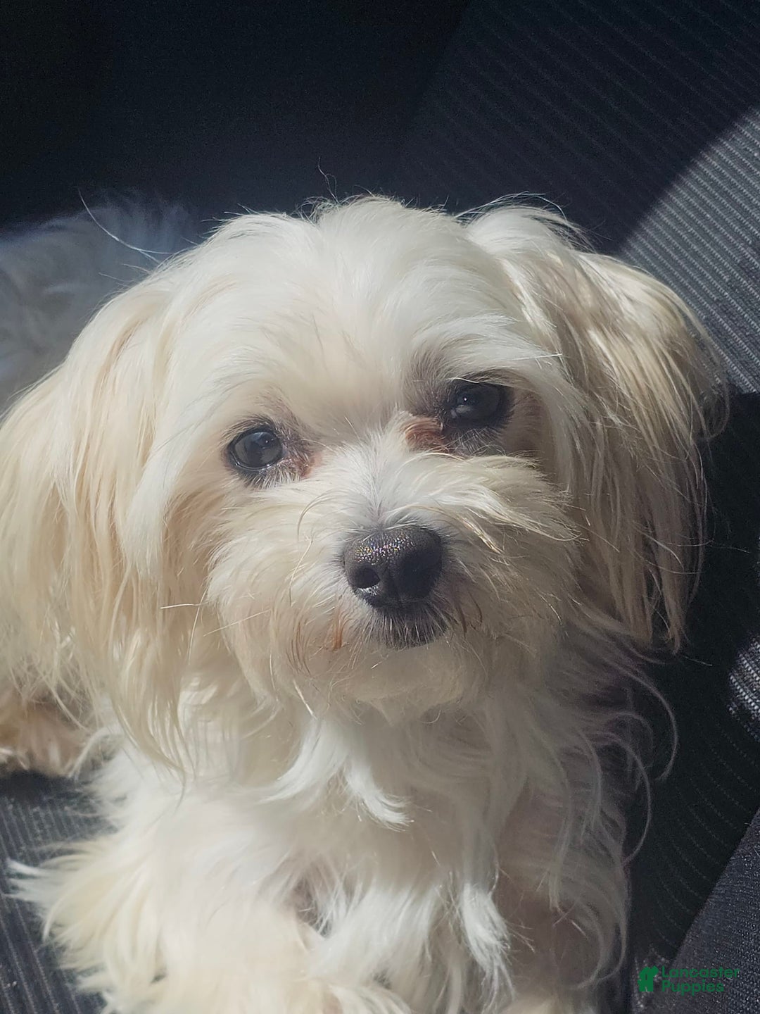 Morkie dogs for sale: Morkie - Image 5