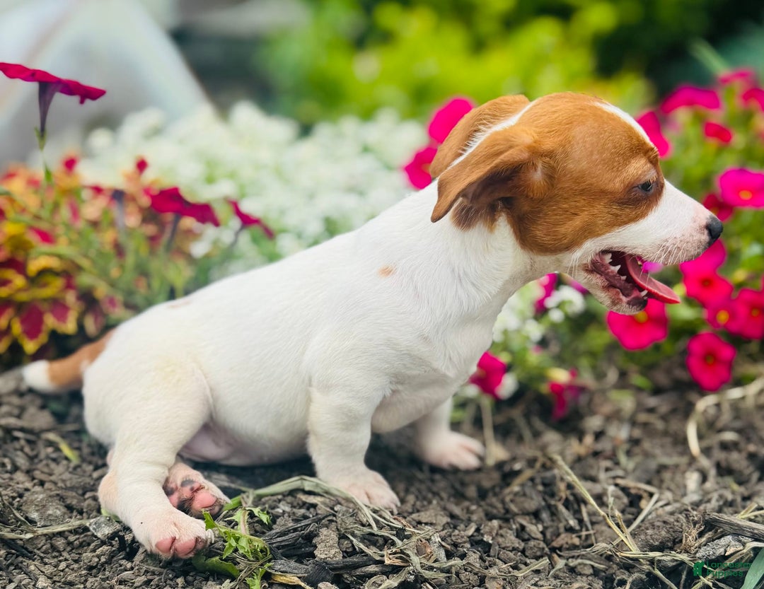 Jack Russell Terrier dogs for sale: Lilly - Image 8