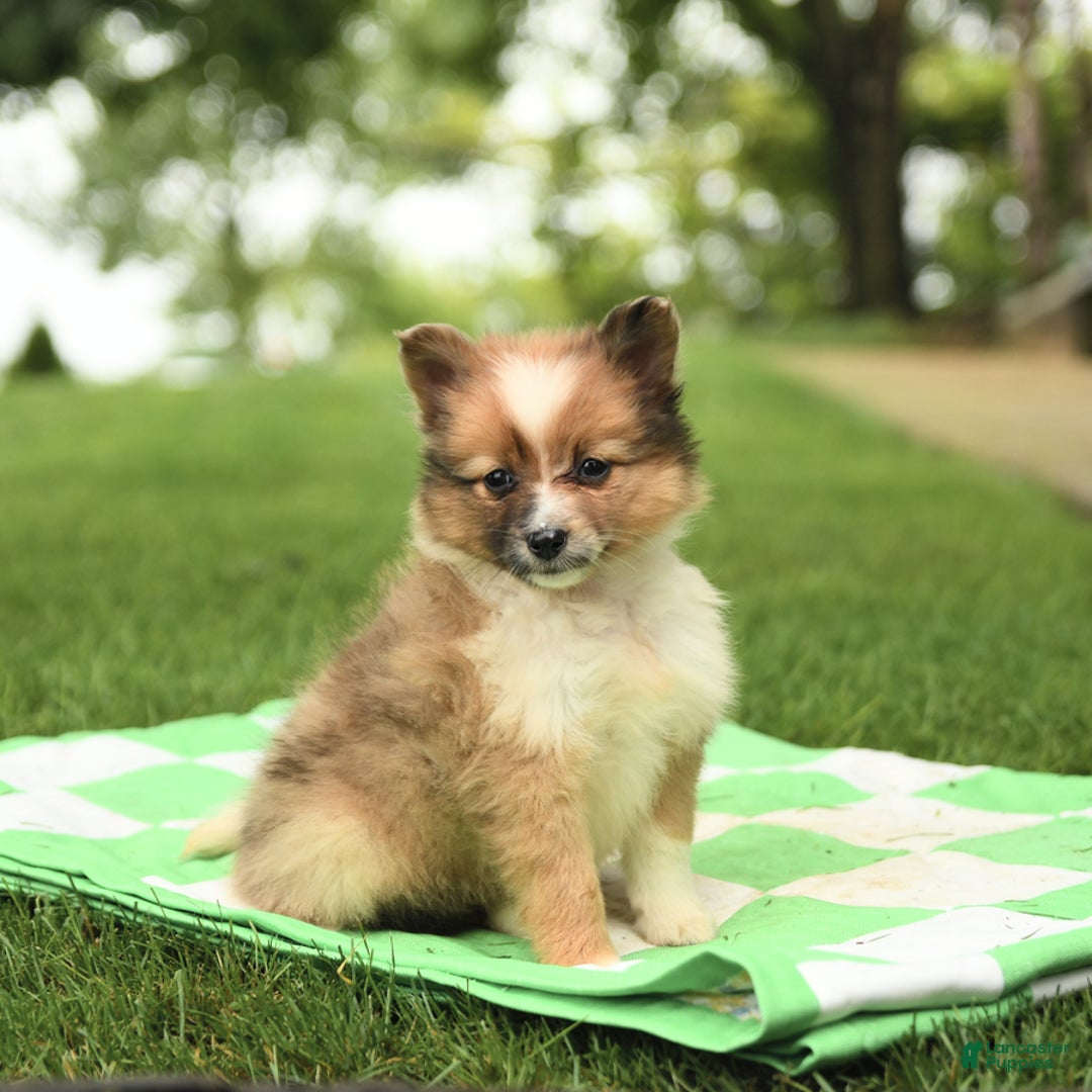 Shetland Sheepdog dogs for sale: Peaches - Image 2