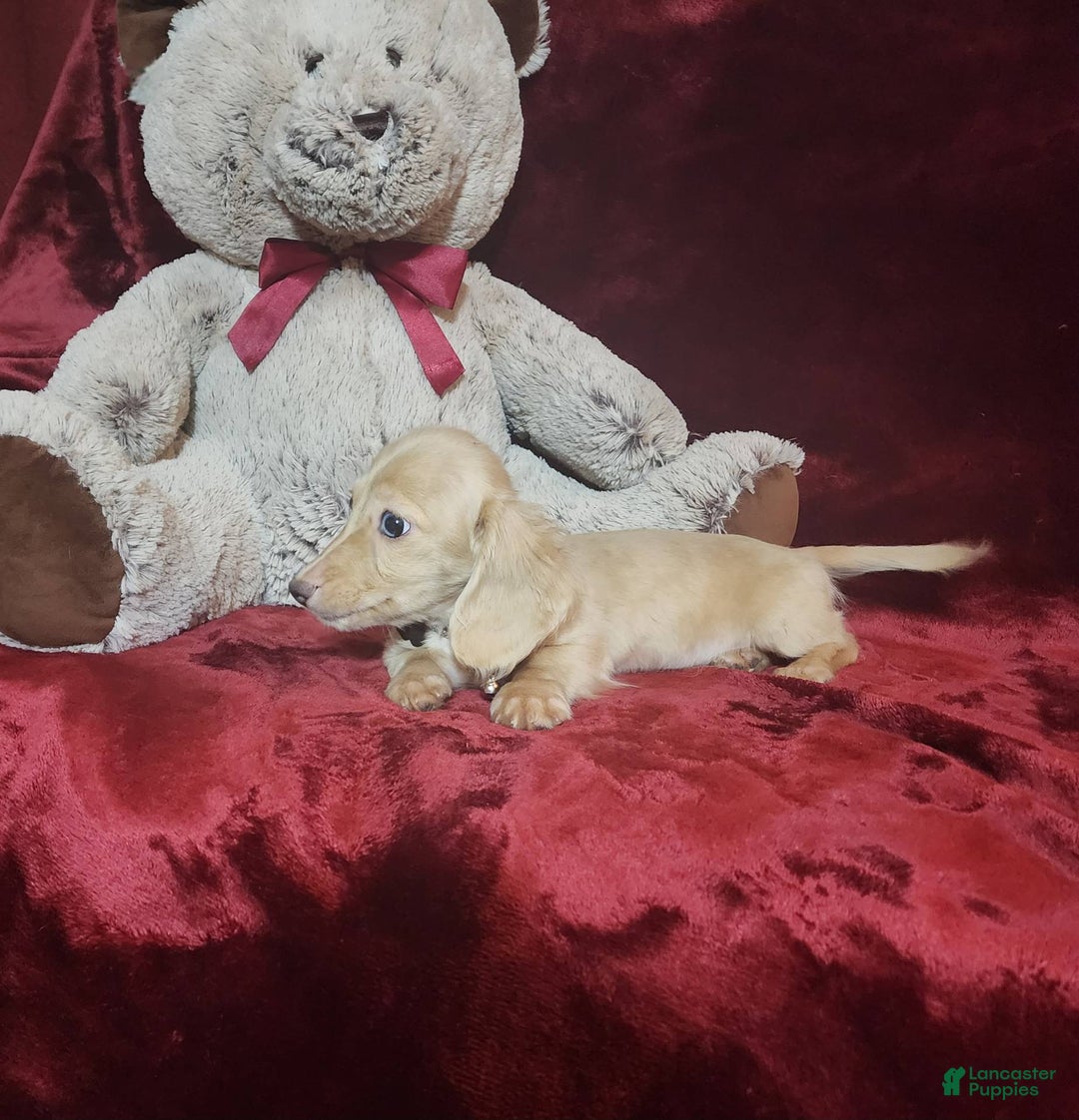 Miniature Dachshund dogs for sale: Butterbean - Image 13