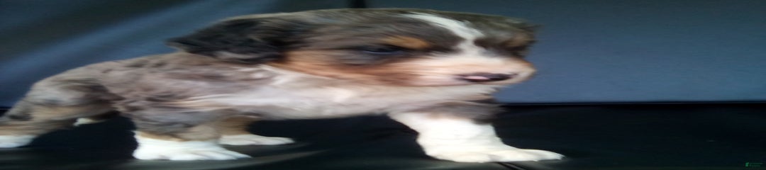 Bonnie