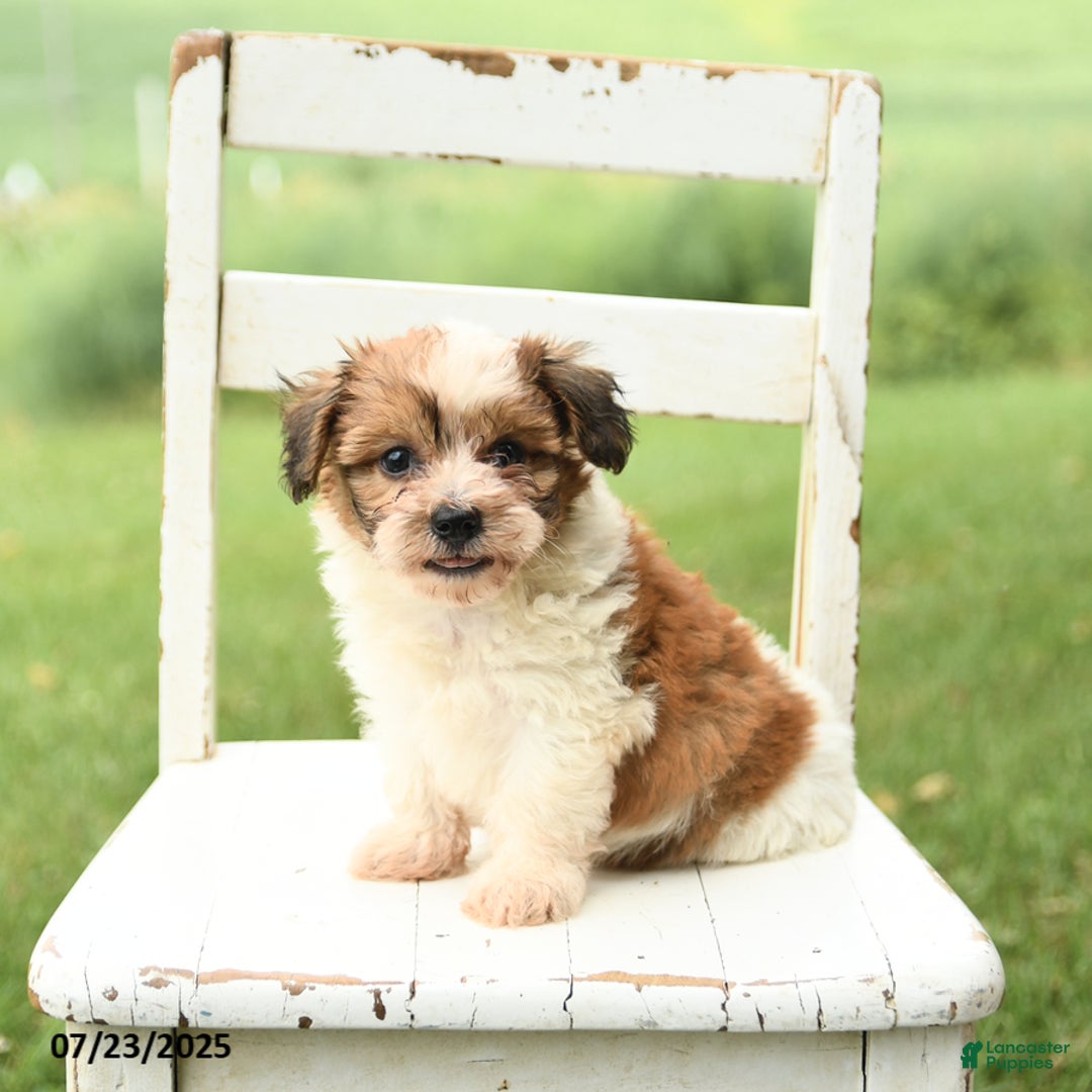 Havanese dogs for sale: Buddy - Image 5