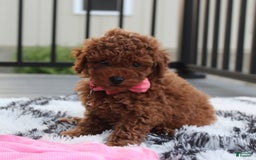 Toy Poodle dogs for sale: Haley - Image 8