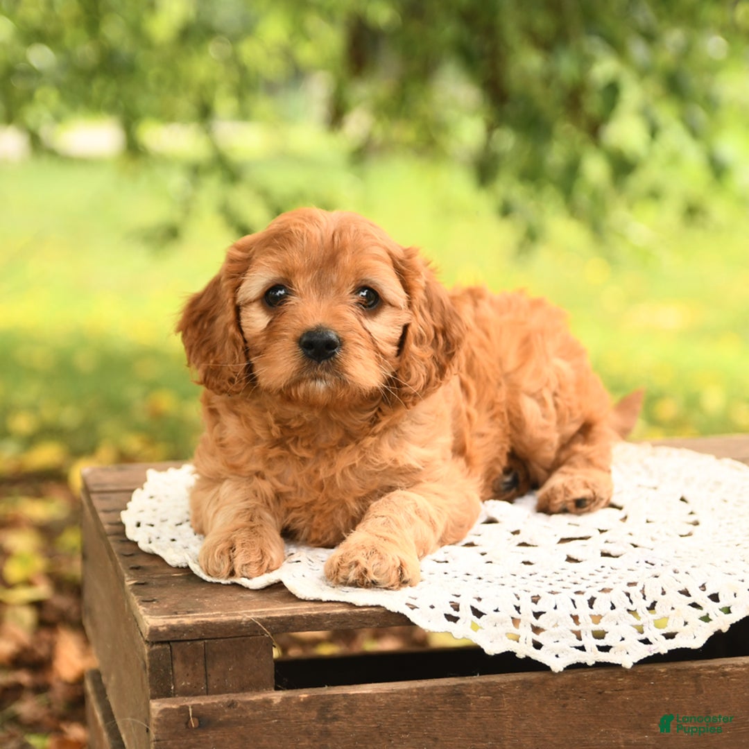 Cavapoo dogs for sale: Bella - Image 4