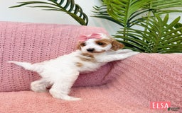 Mini Goldendoodle dogs for sale: Petite Elsa - Image 6
