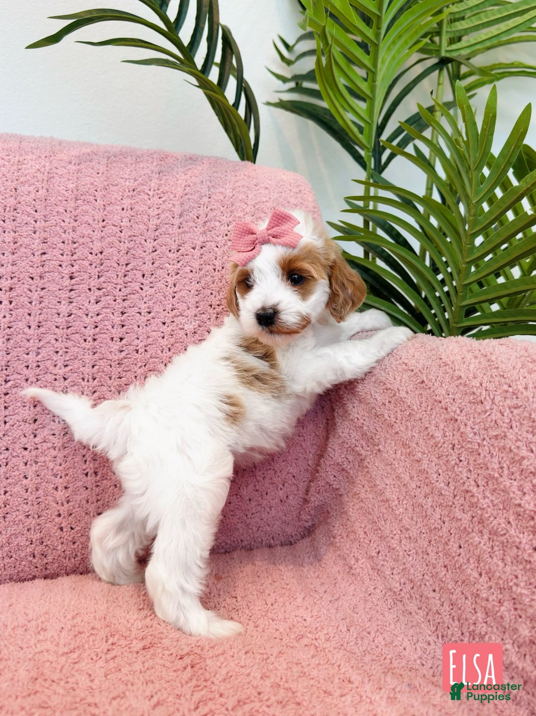 Mini Goldendoodle dogs for sale: Petite Elsa - Image 6