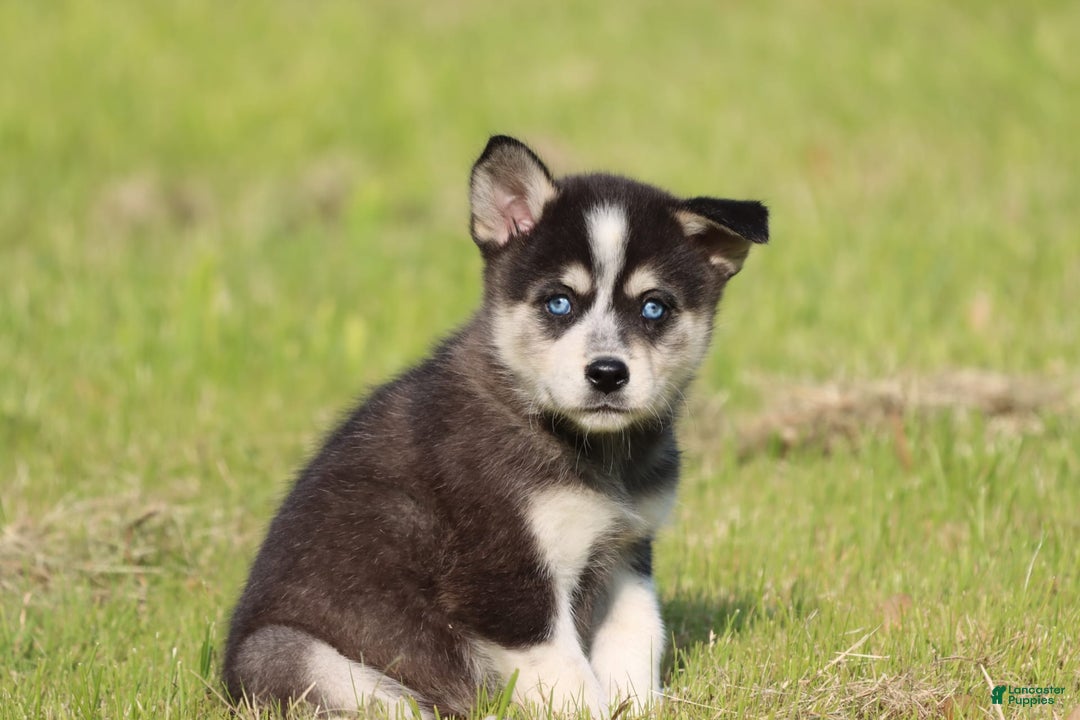 Alaskan Klee Kai dogs for sale: Bolt - Image 2