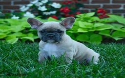 French Bulldog dogs for sale: Jess - Image 4