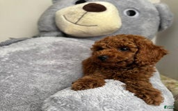 Toy Poodle dogs for sale: Teddy 🧸 - Image 4