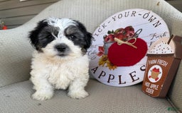 Teddy Bear dogs for sale: Firecracker - Image 4