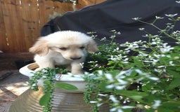 Golden Retriever dogs for sale: Lottie - Image 3