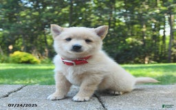 Schipperke dogs for sale: Quinn - Image 3