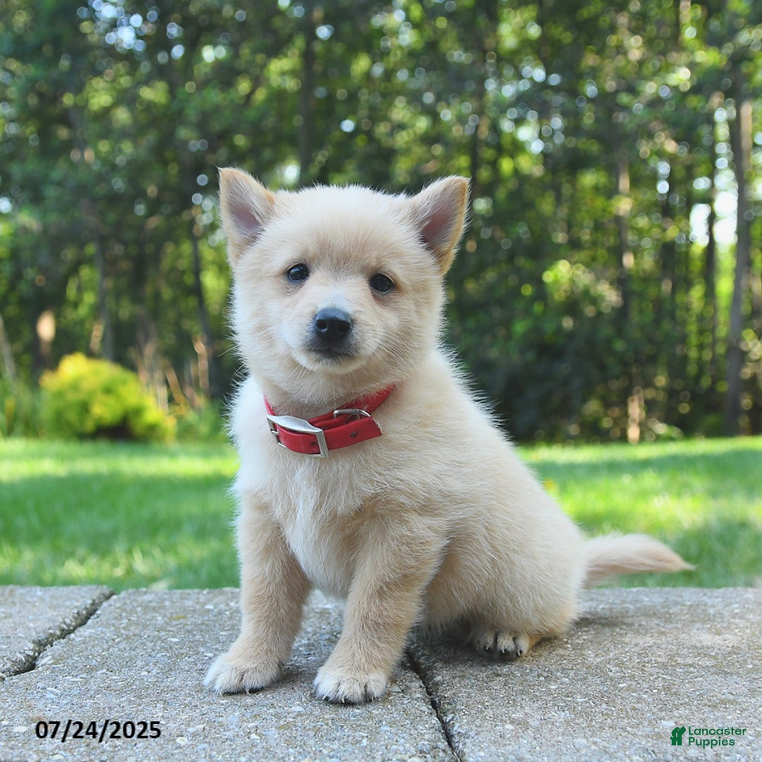 Schipperke dogs for sale: Quinn - Image 3