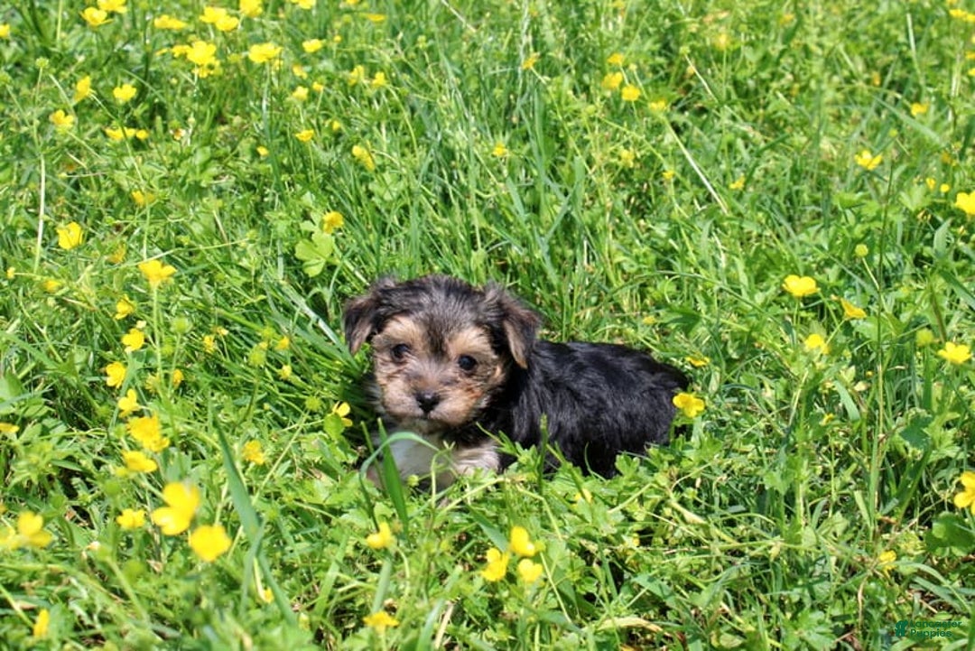 Morkie dogs for sale: Orianna - Image 7