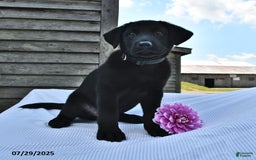 Norwegian Elkhound dogs for sale: Hank - Image 2