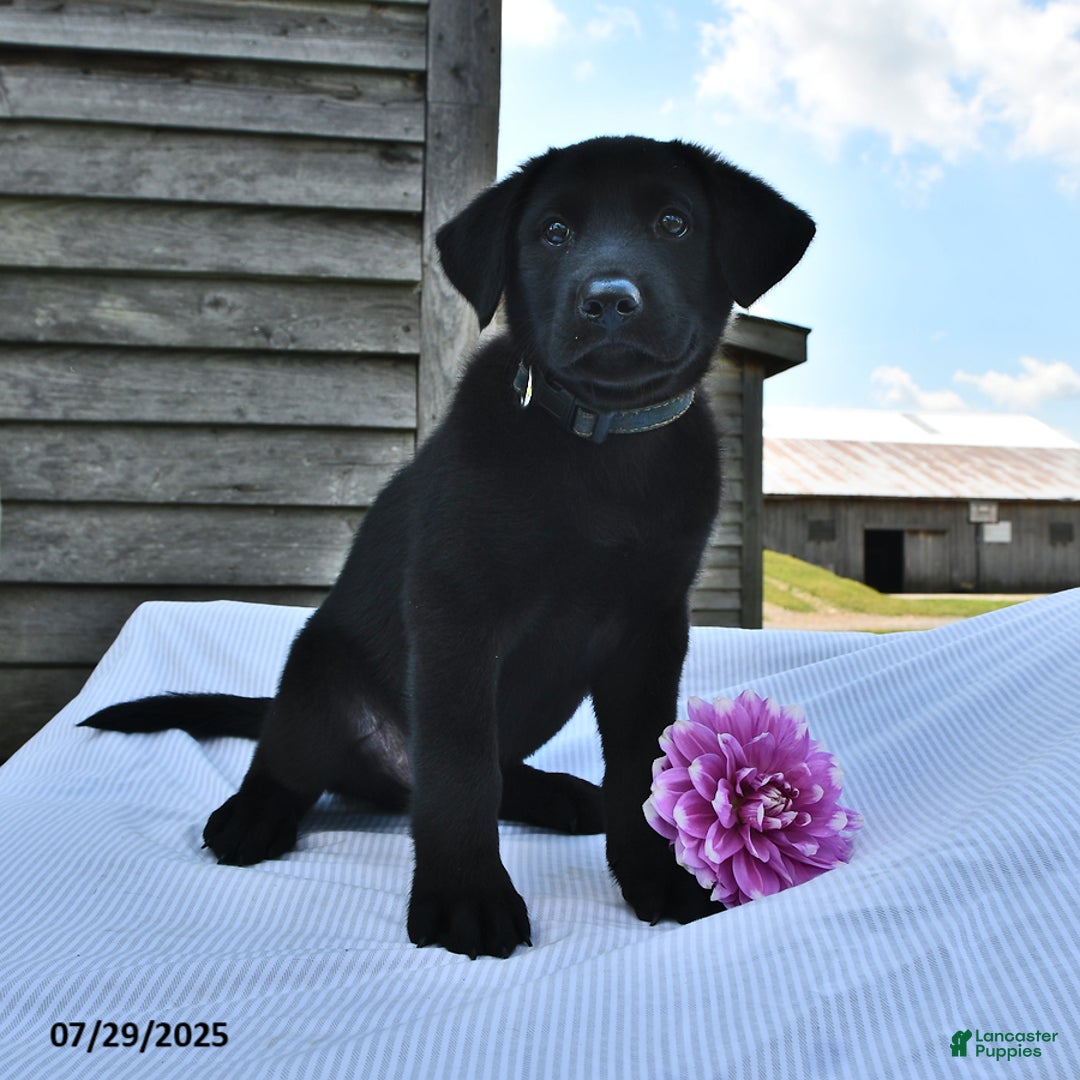 Norwegian Elkhound dogs for sale: Hank - Image 2