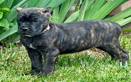Cane Corso dogs for sale: Bonnie - Image 12