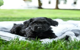 Yorkiepoo dogs for sale: Cookies N Cream - Image 3
