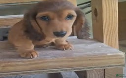 Miniature Dachshund dogs for sale: Finn - Image 1