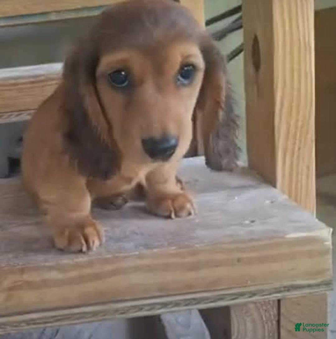 Miniature Dachshund dogs for sale: Finn - Image 1
