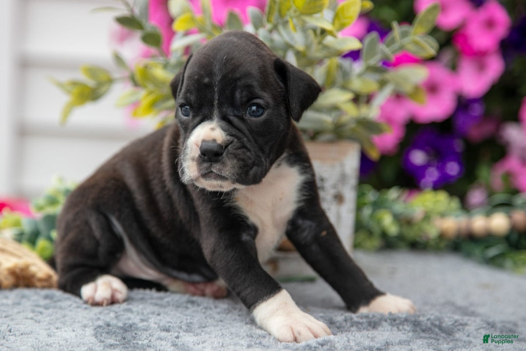 Boxer dogs for sale: Spike - Image 3