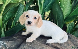 Miniature Dachshund dogs for sale: Carrie LH - Image 1