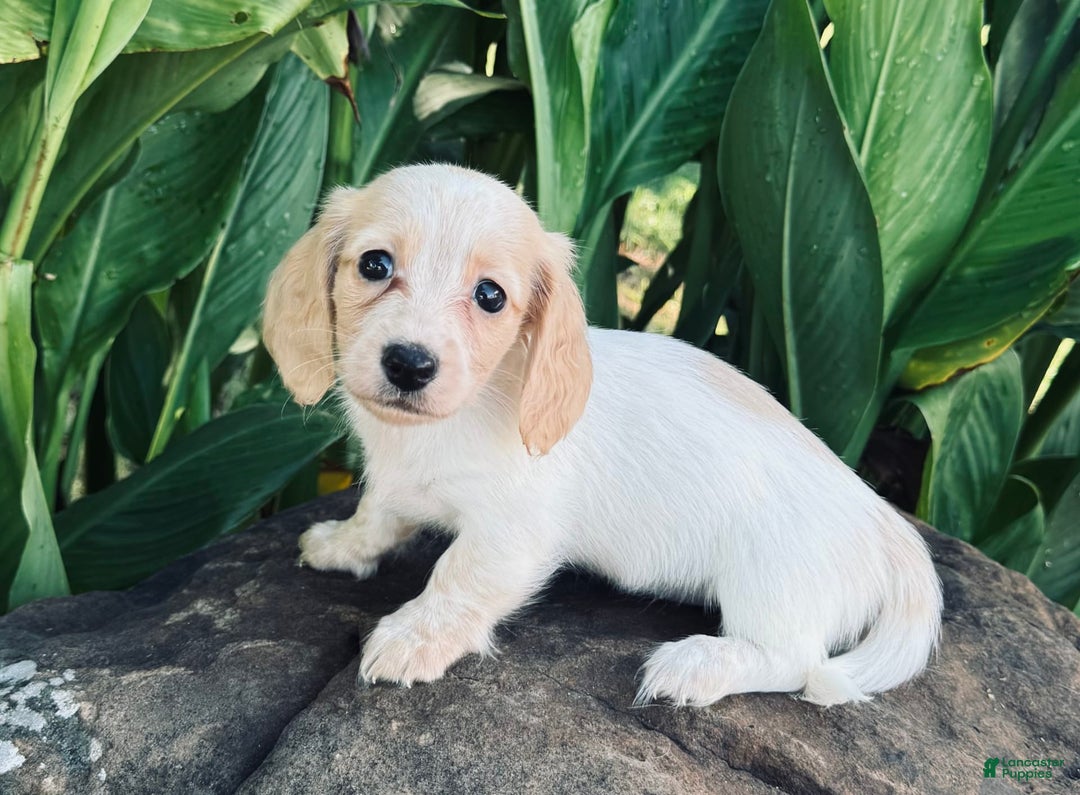 Miniature Dachshund dogs for sale: Carrie LH - Image 1