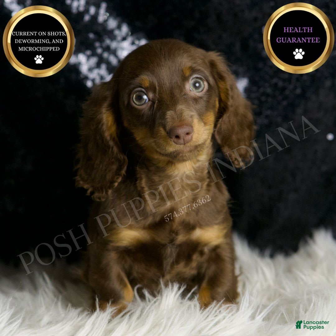 Miniature Dachshund dogs for sale: Heidi - Image 1