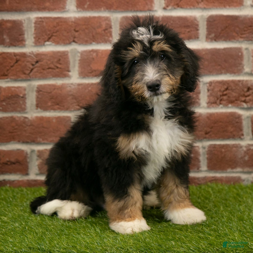 Mini Bernedoodle dogs for sale: Mason - Image 5