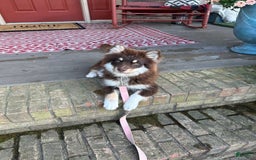 Pomsky dogs for sale: Molly - Image 1