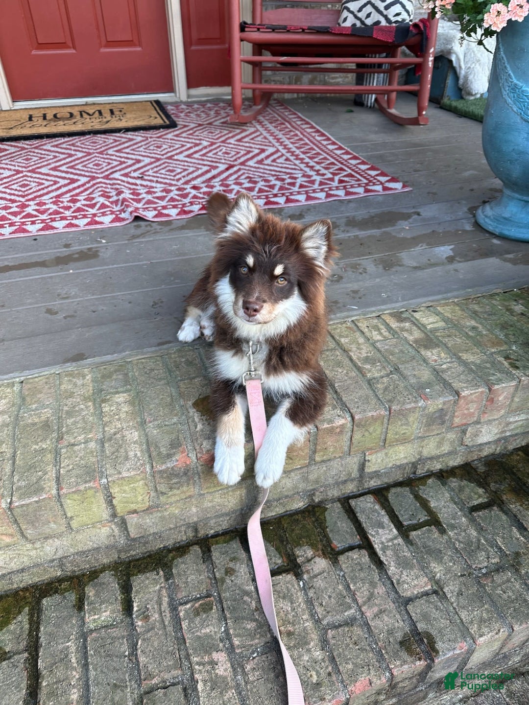 Pomsky dogs for sale: Molly - Image 1