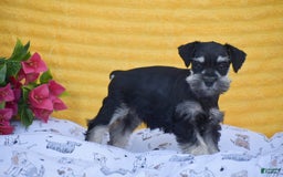 Miniature Schnauzer dogs for sale: Victoria - Image 2