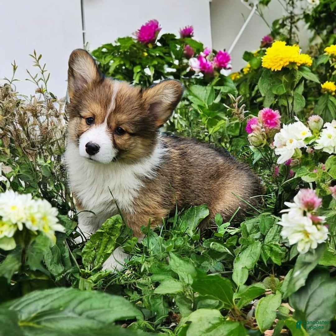 Welsh Corgi Pembroke dogs for sale: Trey Fluffy - Image 19