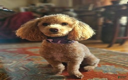 Cavapoo dogs for sale: Hope - Image 6