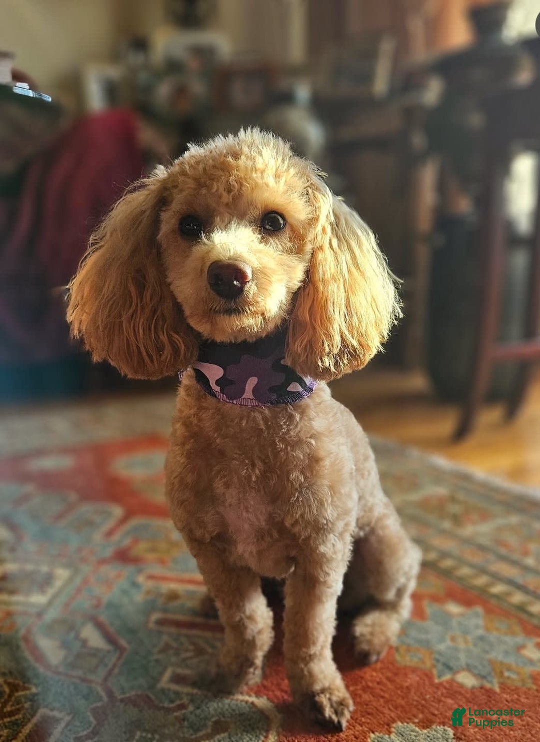 Cavapoo dogs for sale: Hope - Image 6