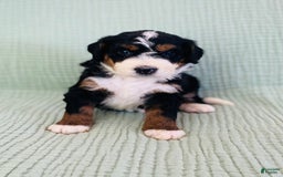 Bernedoodle dogs for sale: Abel - Image 1