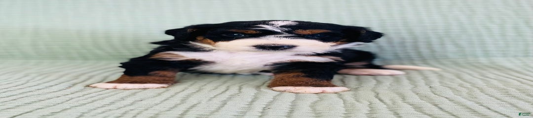 Abel