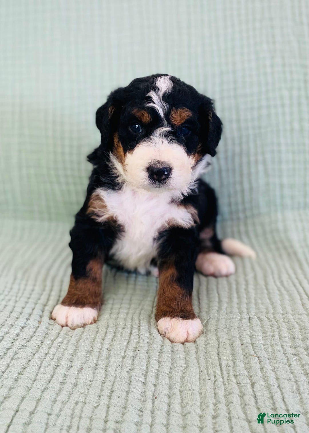 Bernedoodle dogs for sale: Abel - Image 1