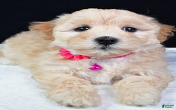 Maltipoo dogs for sale: Brook - Image 3