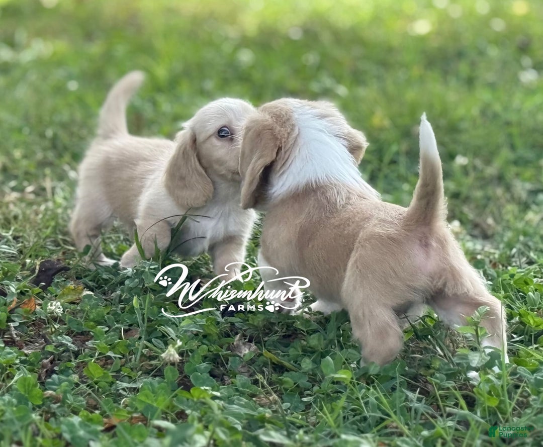 Miniature Dachshund dogs for sale: PRA CLEAR - Image 2